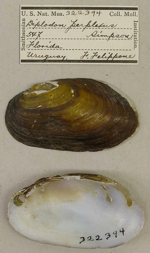specimen