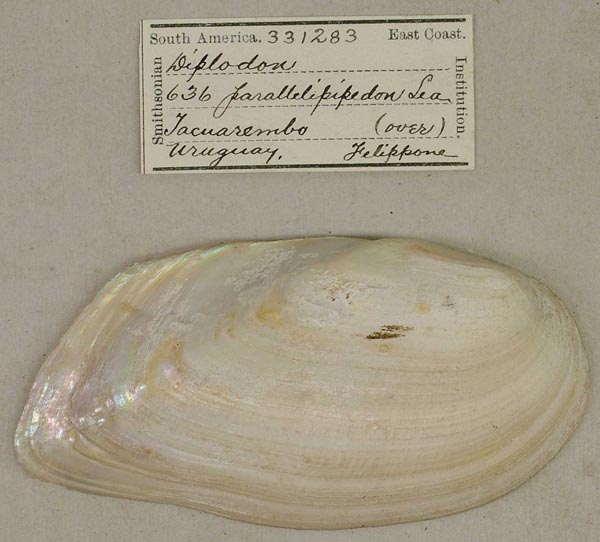 image of lot USNM_331283 image of lot USNM_331283