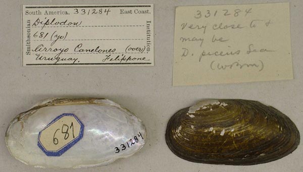 image of lot USNM_331284 image of lot USNM_331284