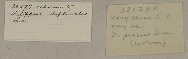 image of lot USNM_331284 image of lot USNM_331284