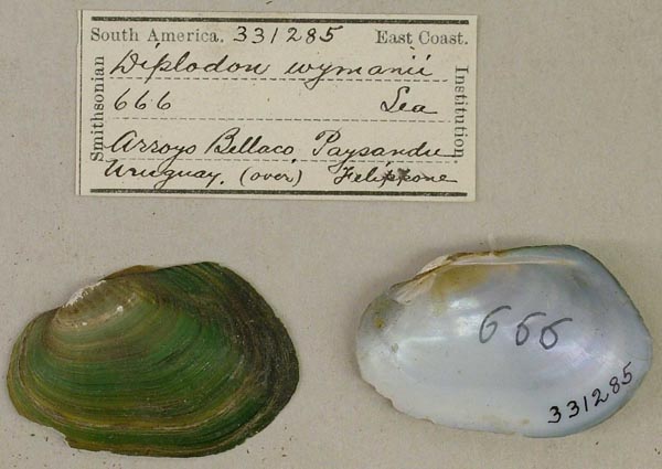 specimen