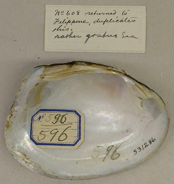specimen