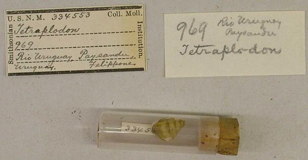 specimen