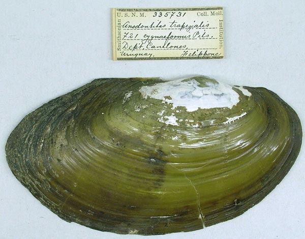 specimen