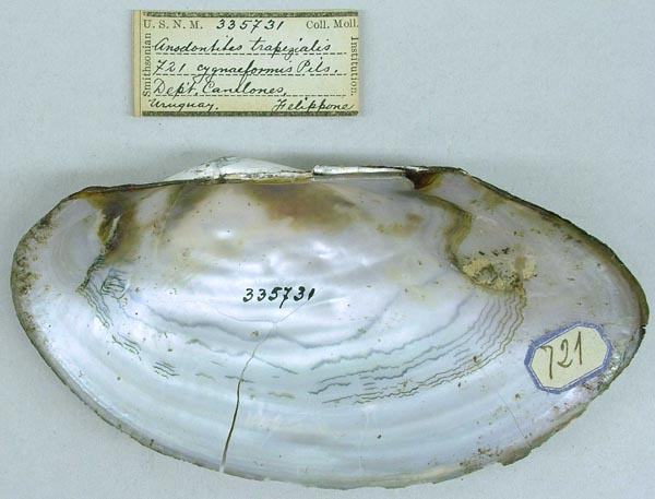 specimen