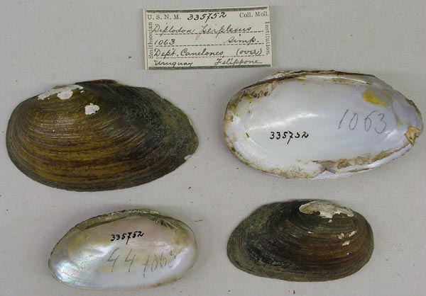 image of lot USNM_335752 image of lot USNM_335752