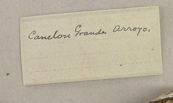 image of lot USNM_335752 image of lot USNM_335752