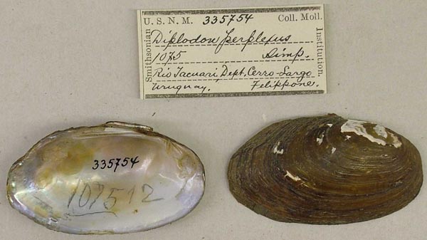 specimen