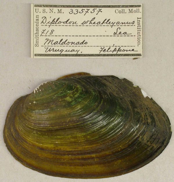 specimen