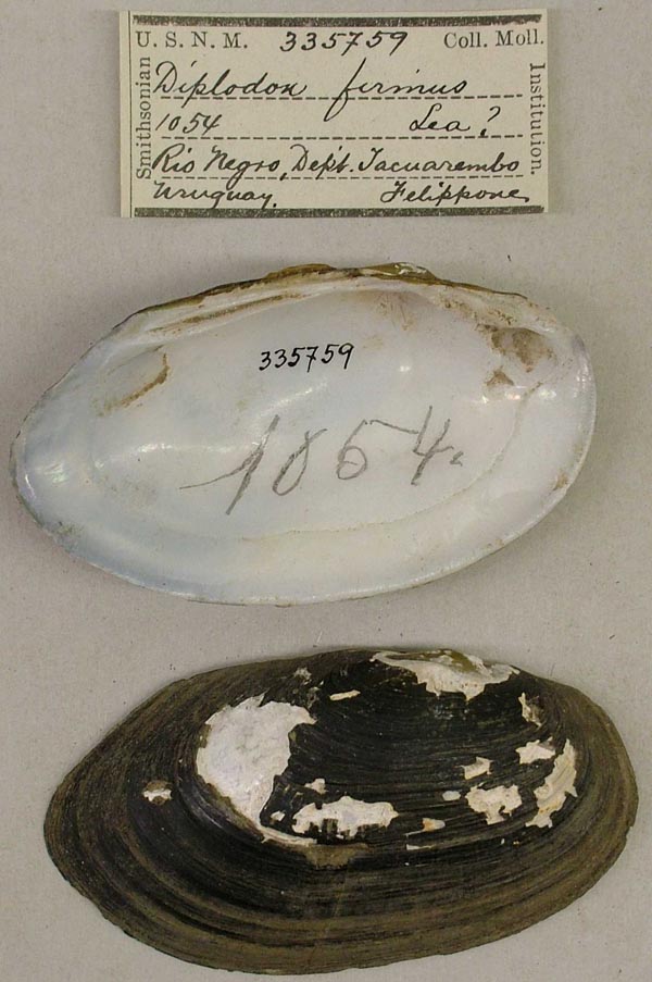 specimen