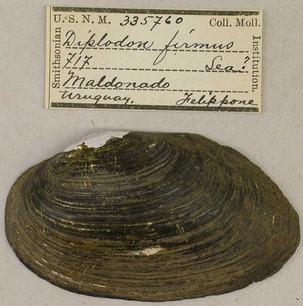 specimen