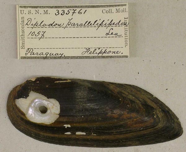 image of lot USNM_335761 image of lot USNM_335761