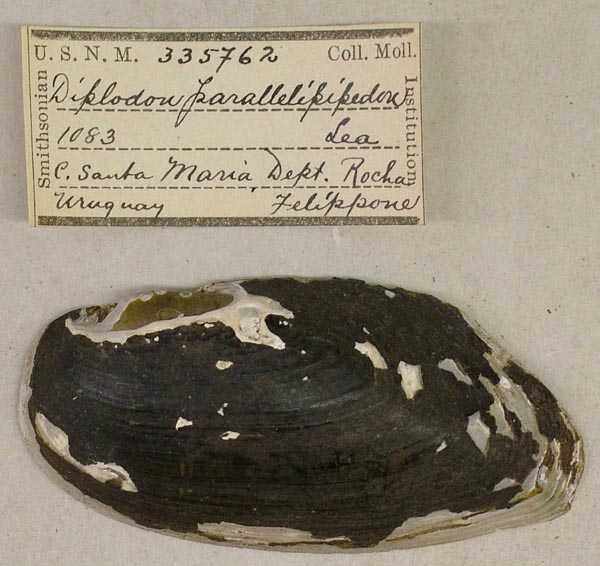 image of lot USNM_335762 image of lot USNM_335762