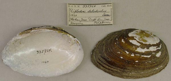 specimen