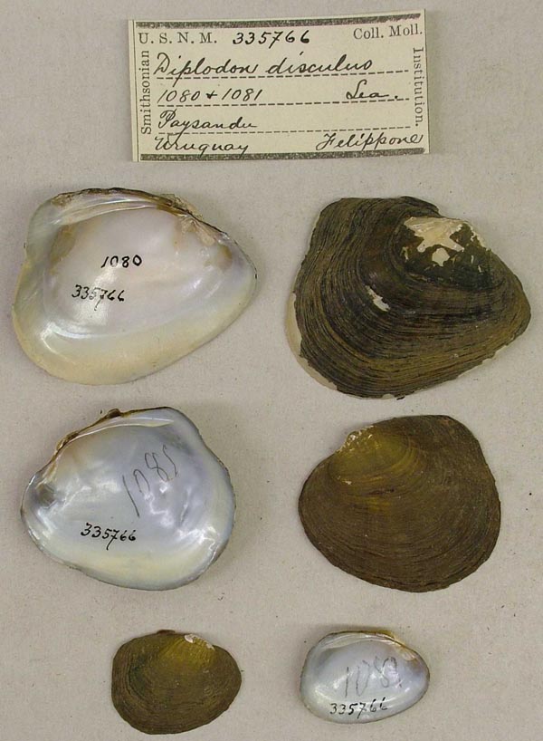 specimen