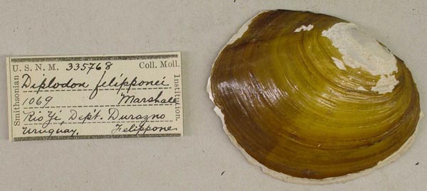 specimen