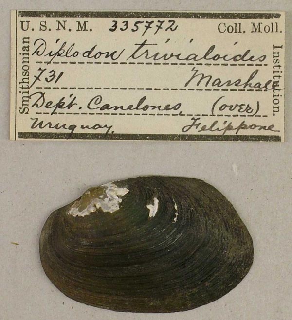 specimen