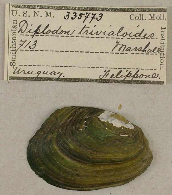 specimen