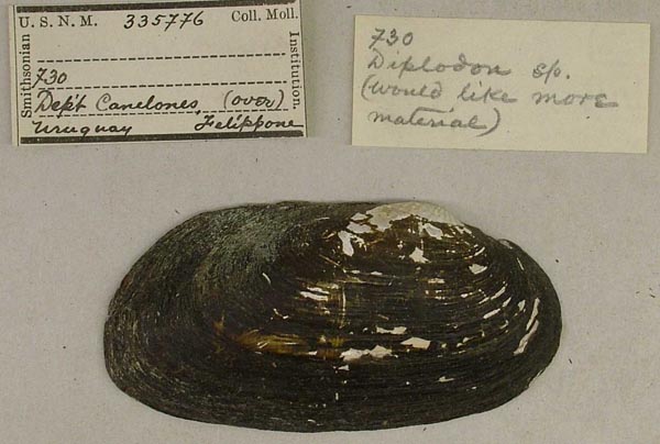 image of lot USNM_335776 image of lot USNM_335776