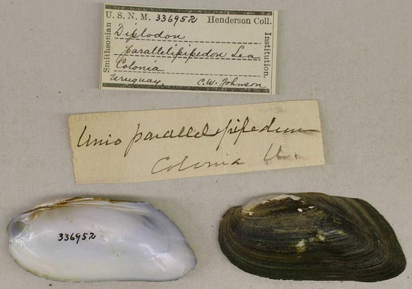 specimen