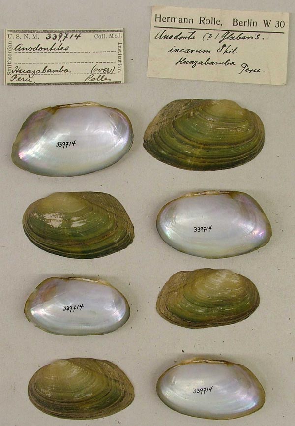 specimen