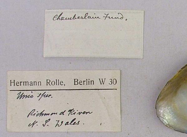 specimen