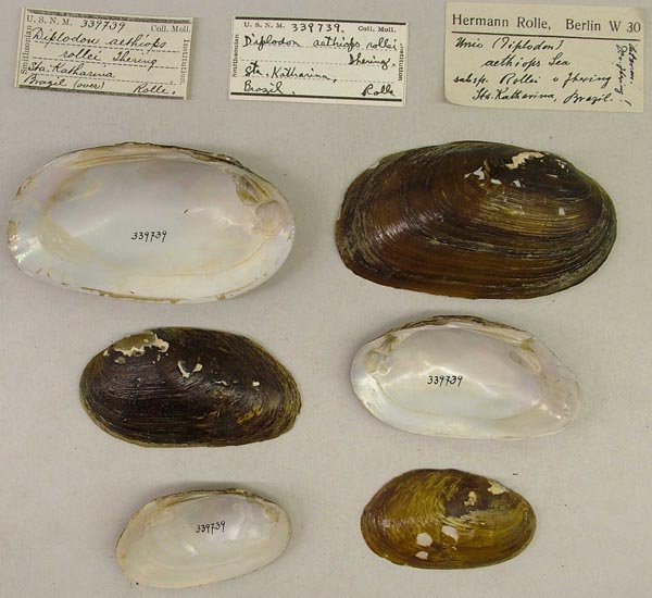 specimen