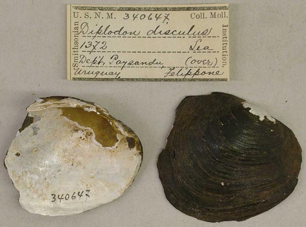 image of lot USNM_340647 image of lot USNM_340647