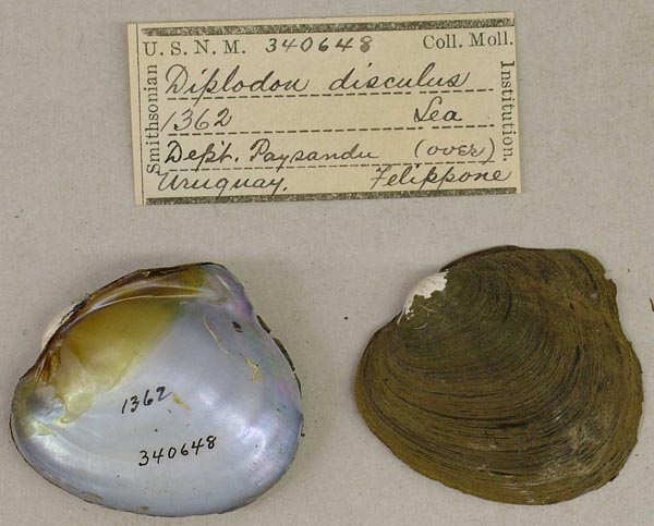 specimen