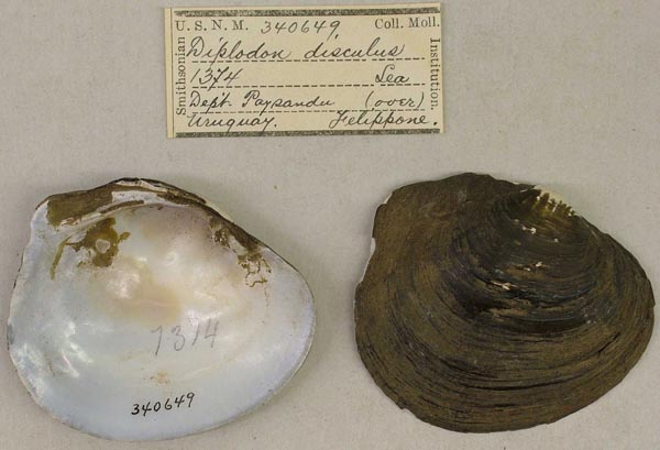 image of lot USNM_340649 image of lot USNM_340649