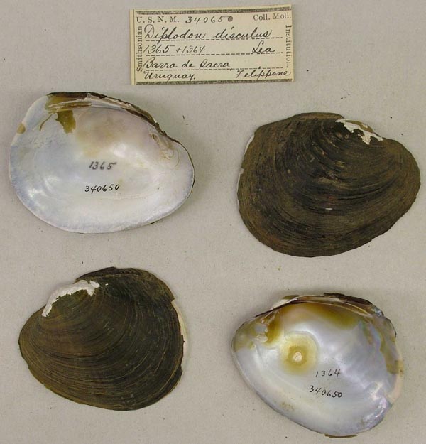 image of lot USNM_340650 image of lot USNM_340650