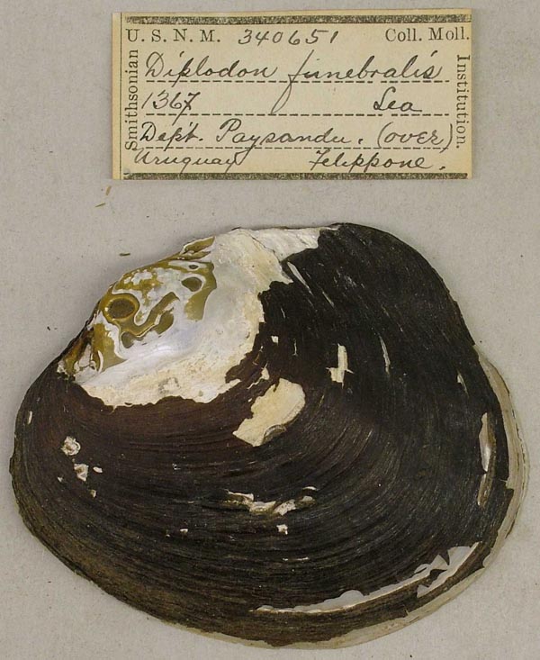 specimen