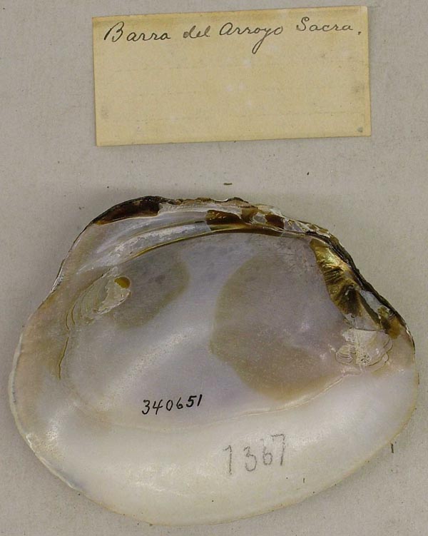 specimen