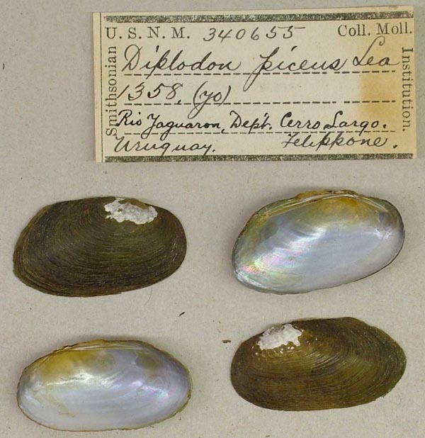 image of lot USNM_340655 image of lot USNM_340655