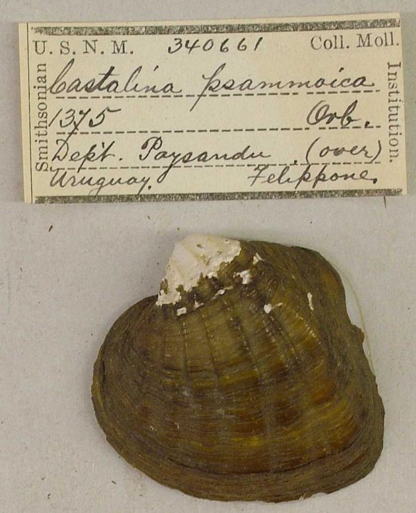 image of lot USNM_340661 image of lot USNM_340661