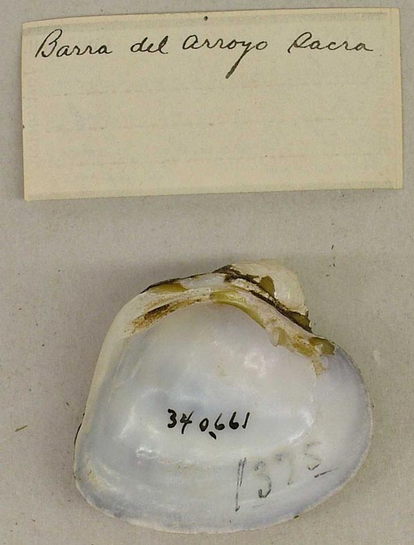 image of lot USNM_340661 image of lot USNM_340661