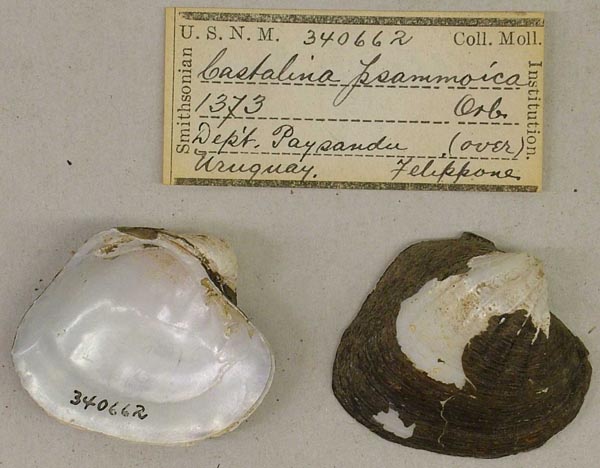 specimen