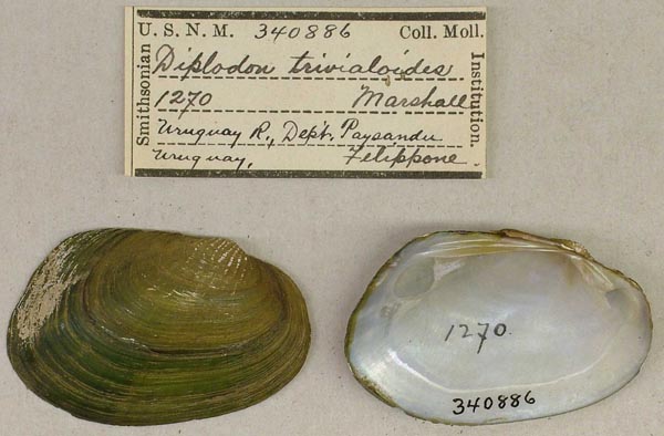 specimen