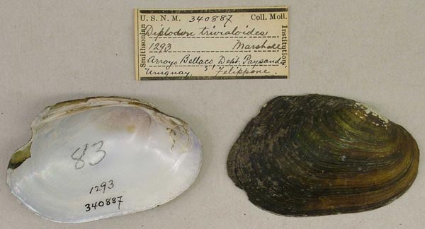 specimen