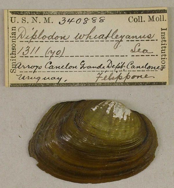 specimen