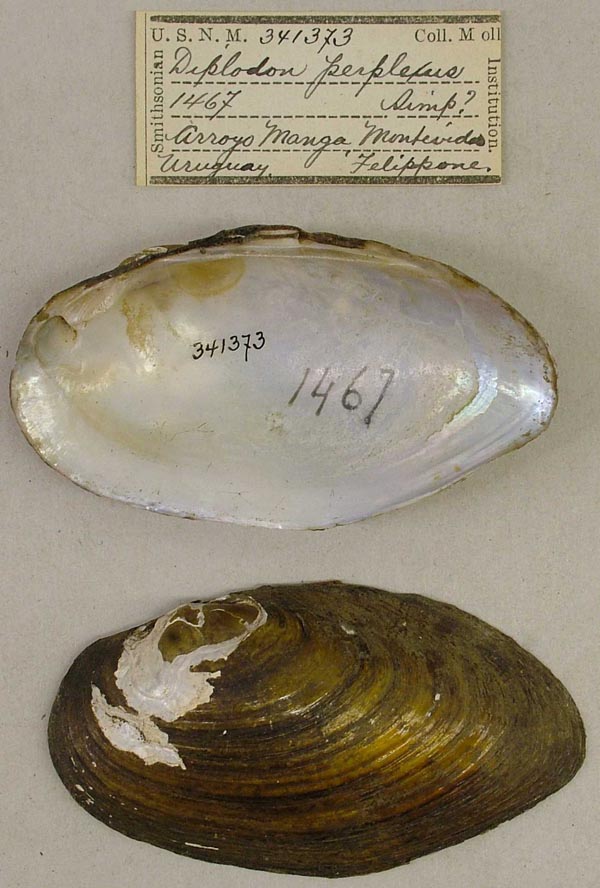 specimen