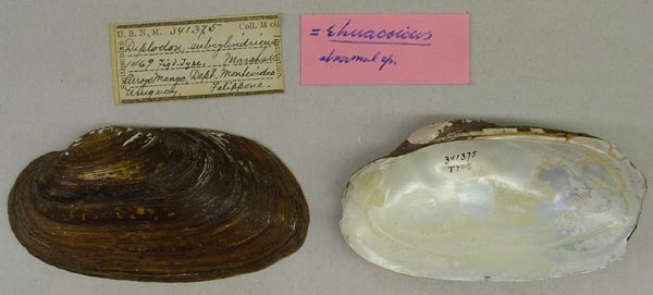 specimen