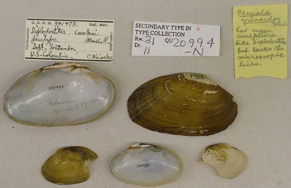 specimen