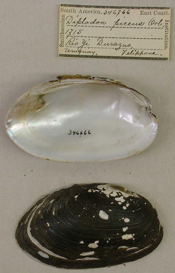 image of lot USNM_346766 image of lot USNM_346766