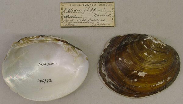specimen