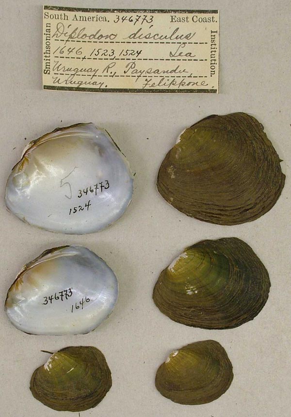 specimen