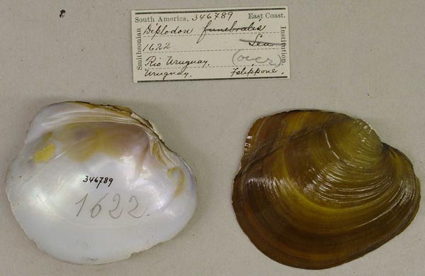 image of lot USNM_346789 image of lot USNM_346789