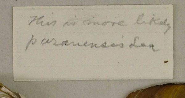 image of lot USNM_346789 image of lot USNM_346789