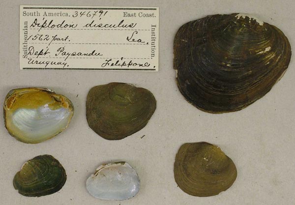 specimen