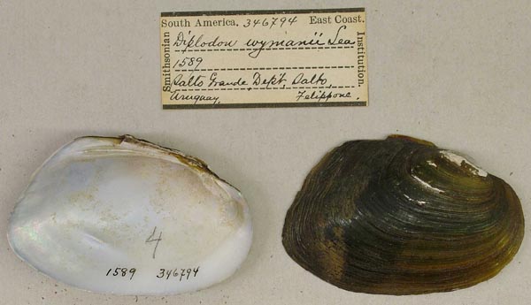 specimen